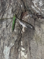Leptotarsus viridis
