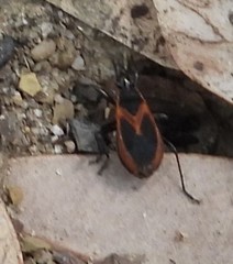 Dindymus circumcinctus