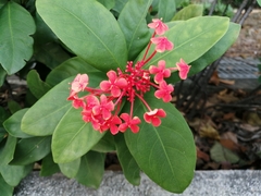 Ixora casei