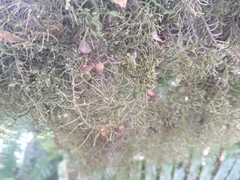 Lepicolea attenuata