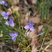 Patersonia occidentalis - Photo (c) Reiner Richter, algunos derechos reservados (CC BY-NC-SA), subido por Reiner Richter