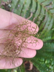Lepicolea attenuata
