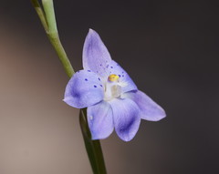 Thelymitra juncifolia