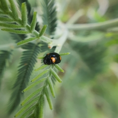 Peltoschema tetraspilotum