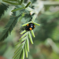 Peltoschema tetraspilotum