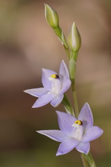 Thelymitra arenaria