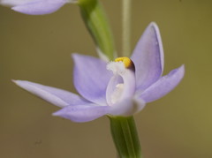 Thelymitra arenaria