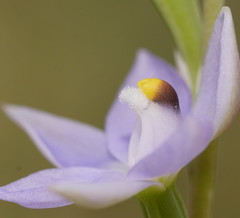 Thelymitra arenaria