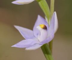 Thelymitra arenaria