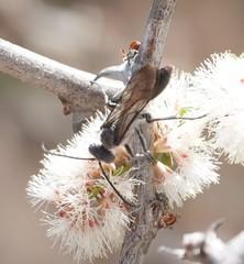 Sphex pseudosatanas