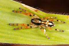 Storenomorpha