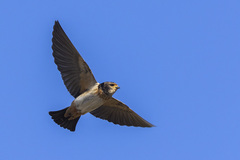 Petrochelidon spilodera