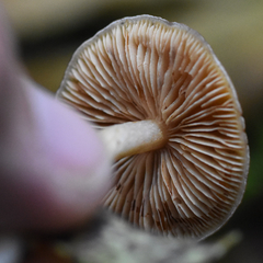 Cortinarius obtusus