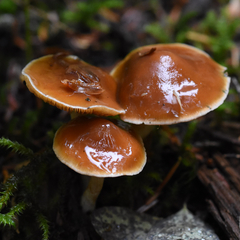 Cortinarius obtusus