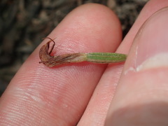 Pterostylis oblonga