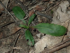 Solenogyne dominii