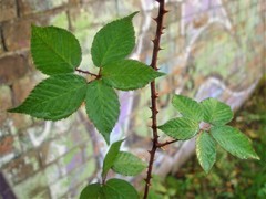 Rubus adspersus