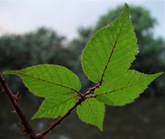Rubus adspersus