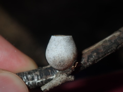 Doratifera vulnerans