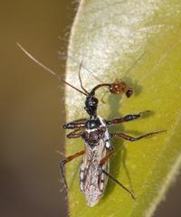 Sphedanolestes