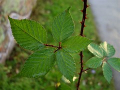 Rubus adspersus