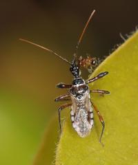 Sphedanolestes