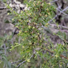 Galium bolanderi