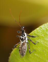 Sphedanolestes