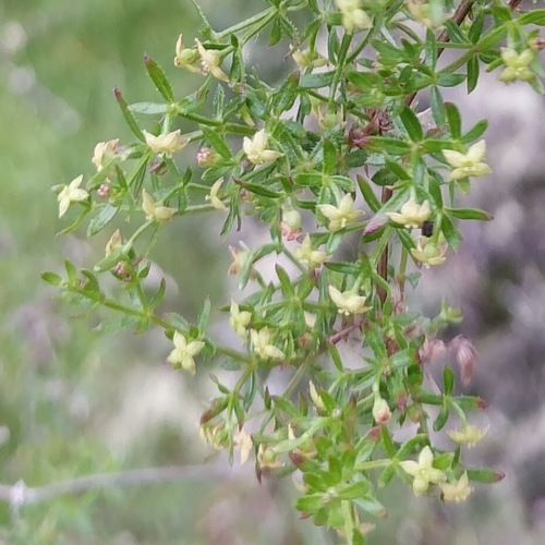 Image of Galium bolanderi by no rights reserved