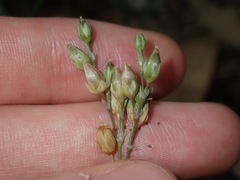 Spergula levis