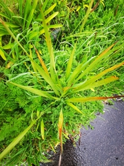 Linaceae