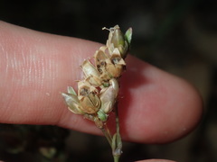 Spergula levis
