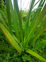 Linaceae