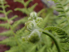 Hypolepis glandulifera
