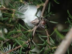 Opisthoncus serratofasciatus