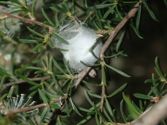 Opisthoncus serratofasciatus