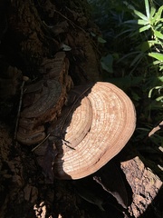 Ganoderma