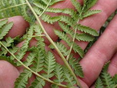 Hypolepis glandulifera