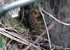 Centruroides elegans