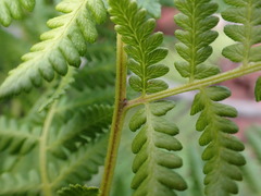 Hypolepis glandulifera