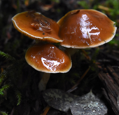 Cortinarius obtusus