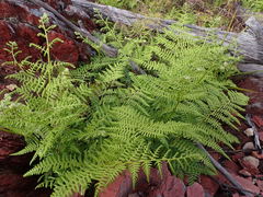 Hypolepis glandulifera