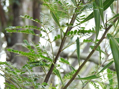 Acacia attenuata