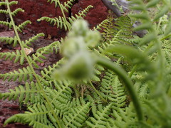 Hypolepis glandulifera