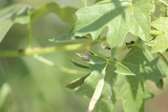 Irbisia