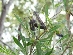 Acacia attenuata
