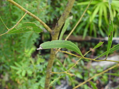 Acacia attenuata