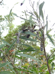 Acacia attenuata