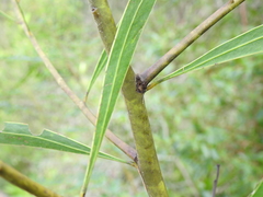 Acacia attenuata