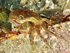 Hemigrapsus takanoi